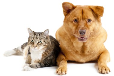 Kedi ve köpek birlikte.