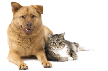 köpek ve kedi