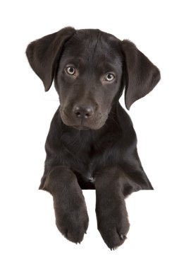 köpek yavrusu afiş yukarıda