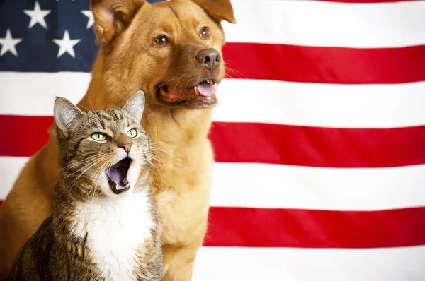 Gatto e cane con bandiera USA — Foto Stock