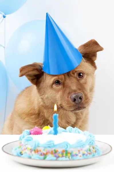 Hund födelsedag — Stockfoto