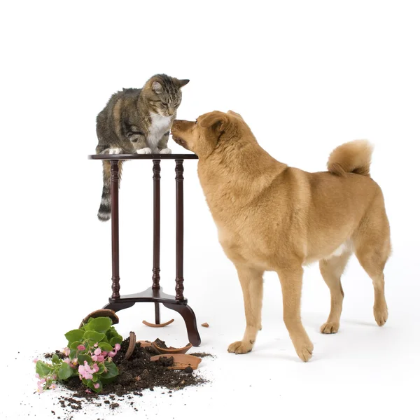 Gato y perro alborotadores — Foto de Stock