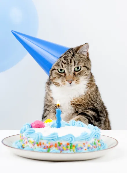 Fiesta de cumpleaños de gato —  Fotos de Stock