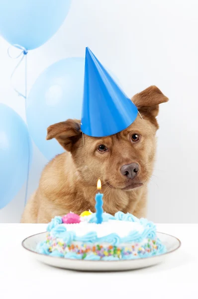 Hund födelsedag — Stockfoto