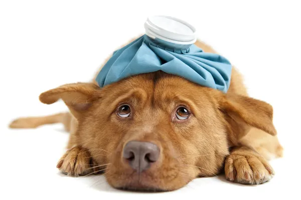 Sick Dog — Stock Photo, Image