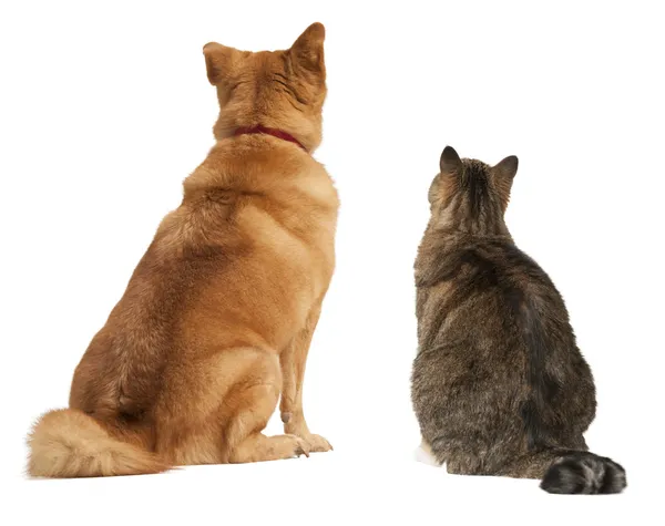 Gato e cão olhando para cima — Fotografia de Stock