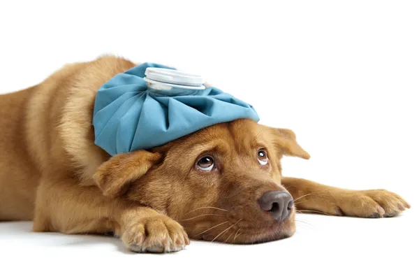 Cão doente — Fotografia de Stock