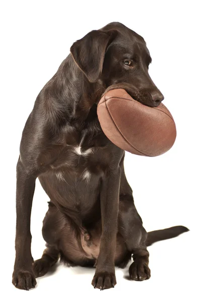 Chien avec football — Photo