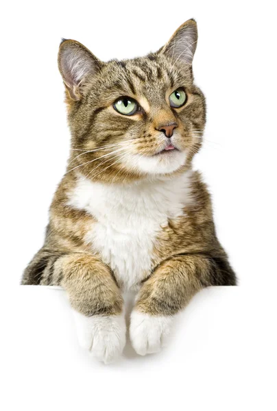 Gato acima da bandeira branca Fotografia De Stock