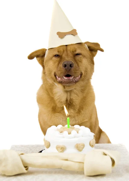 Aniversário feliz cão Fotografias De Stock Royalty-Free