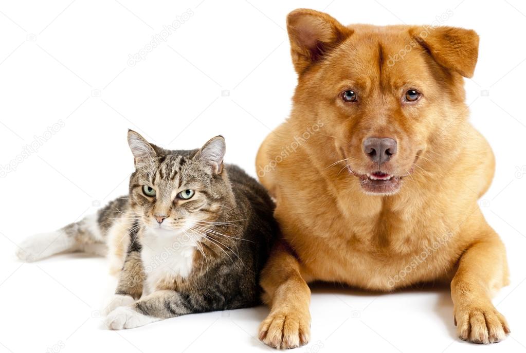 Chat Et Chien Ensemble Image Libre De Droit Par Websubstance C Chat Et Chien Ensemble Image Libre De Droit Par Websubstance C