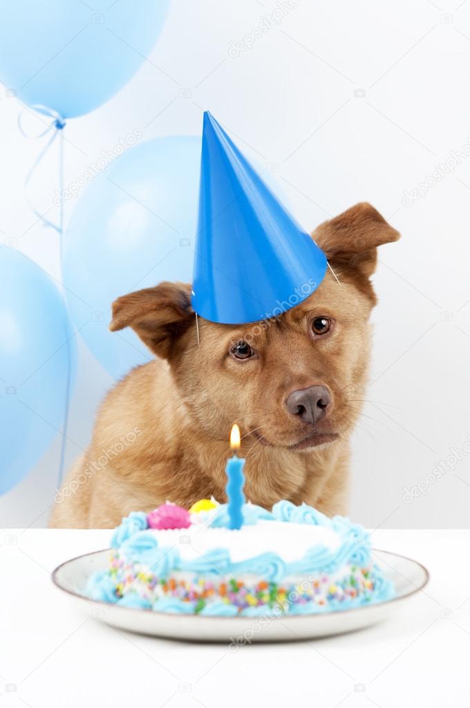 Anniversaire De Chien Image Libre De Droit Par Websubstance C
