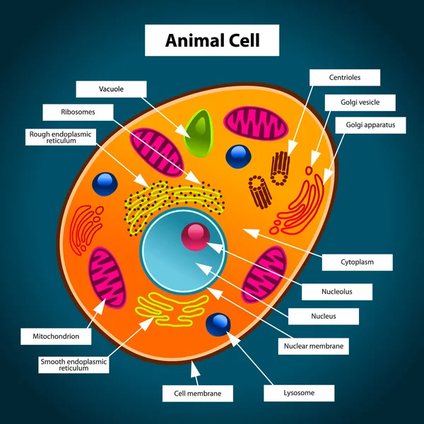 Živočišná buňka — Stockový vektor