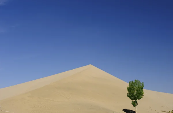 Tree in front of sand dunes — Stock Photo, Image