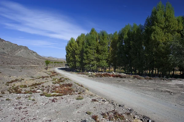 Bossen en de gobi-woestijn — Stockfoto