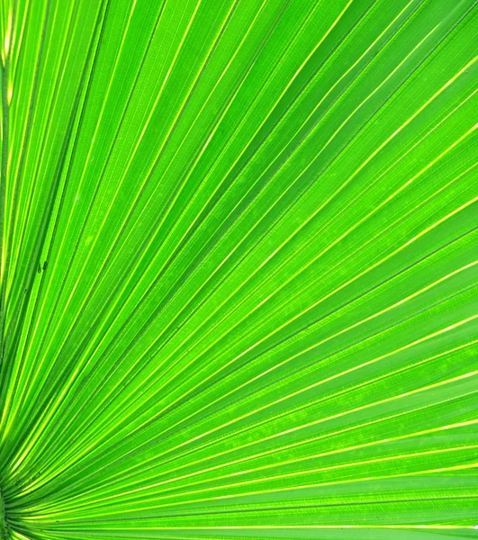 Closeup of green palm leaf — Stock Photo, Image