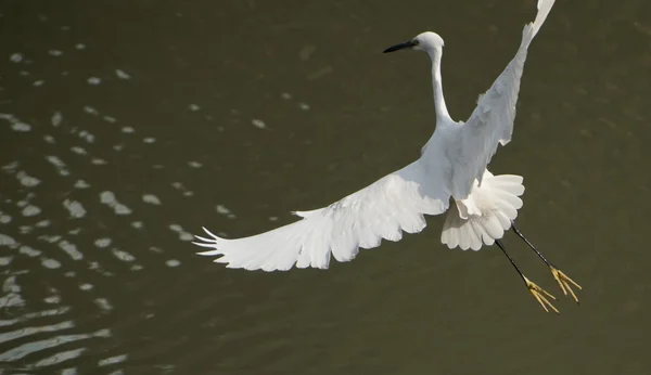 Silberreiher breitete im Flug seine Flügel aus — Stockfoto