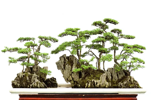 Bonsai de China — Fotografia de Stock