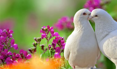 iki sevgi dolu beyaz güvercinler ve güzel mor çiçekler