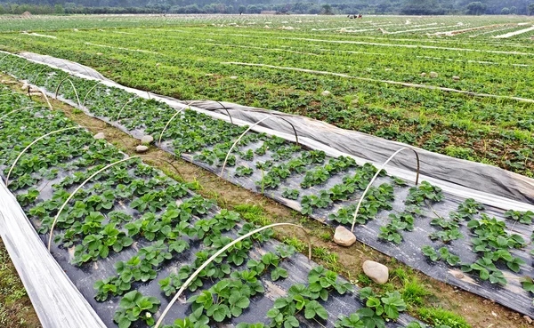 Rows of young strawberry field — Stock Photo, Image