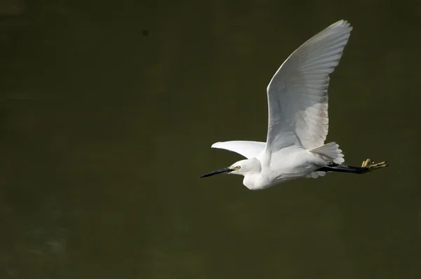 하얀 백로 비행 중에 날개를 확장 — 스톡 사진