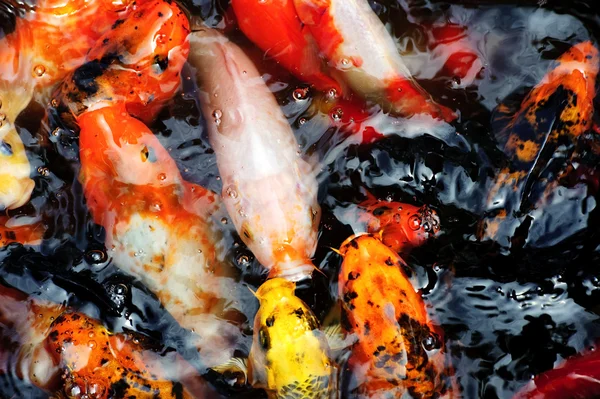 Schöne goldene Koi-Fische in den Fischteichen — Stockfoto