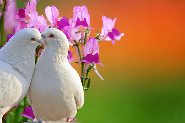 Két szerető fehér galambot és a lepke-orchidea virág — Stock Fotó