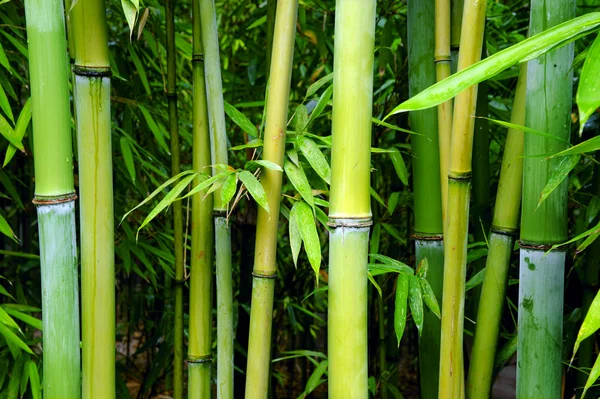 Green bamboo — Stock Photo, Image