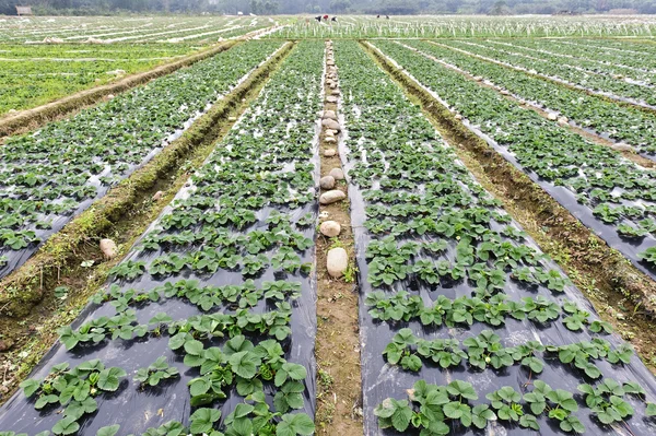 Rows of young strawberry field — Stock Photo, Image