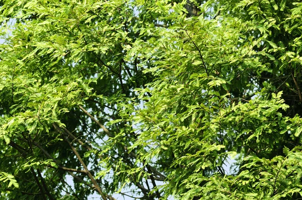 Bright green leaves in a garden — Stock Photo, Image