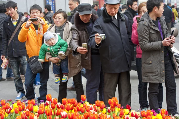 Tomar fotos de tulipanes en una calle comercial peatonal concurrida — Foto de Stock