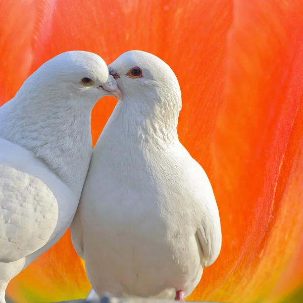 Twee liefdevolle witte duiven — Stockfoto