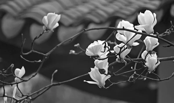 Eine schöne weiße Magnolienblüte mit frischem Geruch — Stockfoto