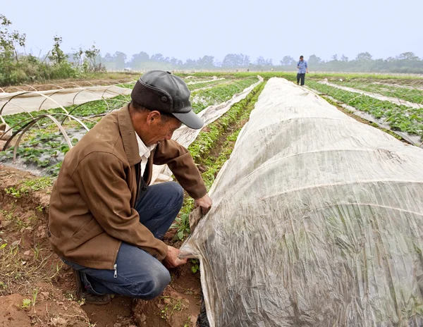 Landwirt arbeitet auf jungem Erdbeerfeld — Stockfoto
