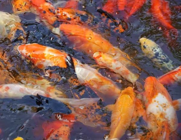 Beautiful golden koi fish in the fish ponds — Stock Photo, Image