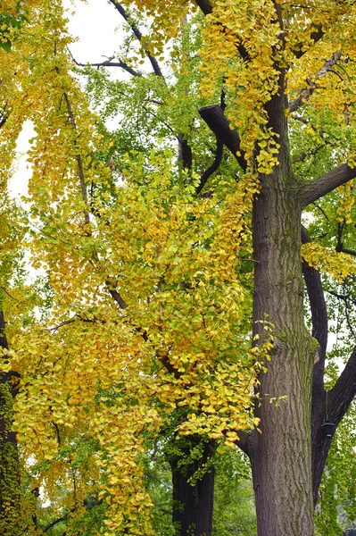 Árbol de gingkgo y gruesas hojas doradas — Foto de Stock