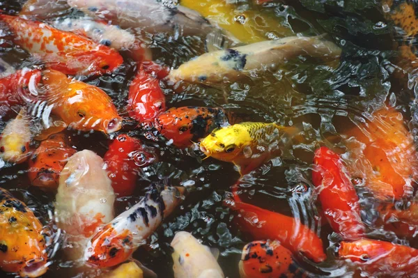 Schöne goldene Koi-Fische in den Fischteichen — Stockfoto