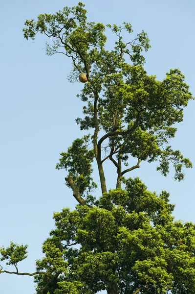 Aged camphor tree and honeycomb — Stock Photo, Image