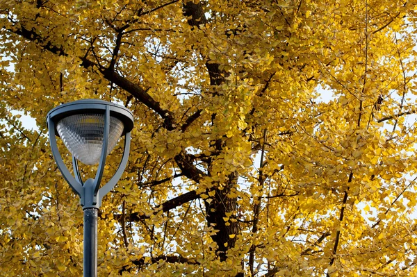 Folhas brilhantes de árvore de gingkgo e lâmpada de jardim — Fotografia de Stock