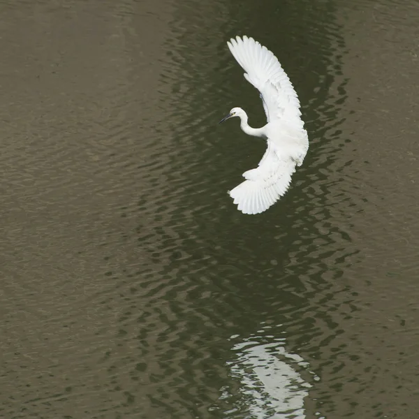 White egret estendeu suas asas em voo — Fotografia de Stock