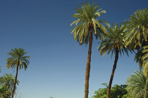 Dadelpalm träd — Stockfoto