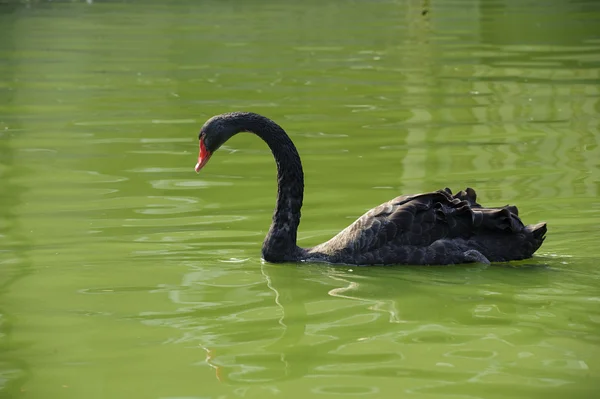 Cisne negro en el lago — Foto de Stock