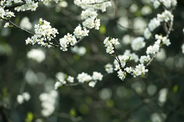 Fiore di prugna bianco in un giardino a primavera — Foto Stock