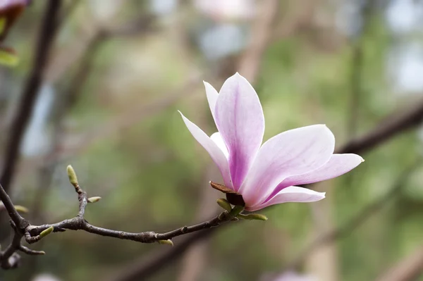 マグノリアの denudata の花 — ストック写真