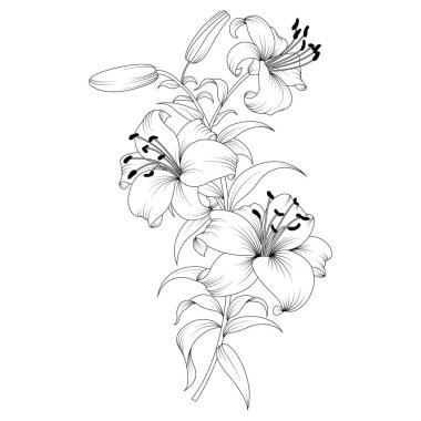 Çiçek açan bir zambak dalı. Tasarım dekorasyon, resim, dekorasyon, tekstil, doku, kıyafet baskısı için uygundur. Vektör izole illüstrasyonu