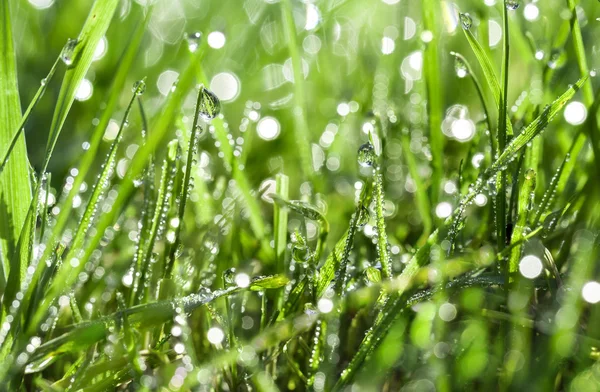 Green grass — Stock Photo, Image