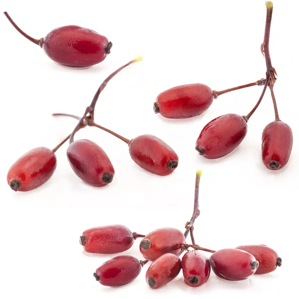 Koleksi Barberry — Stok Foto