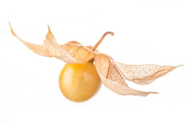 taze physalis
