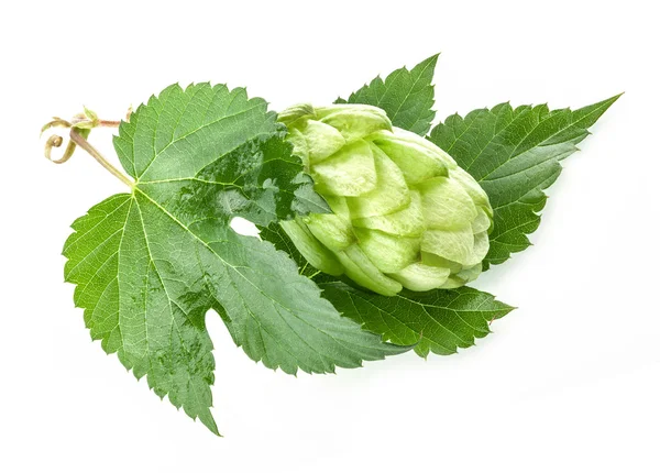 Hopfen mit Blatt — Stockfoto