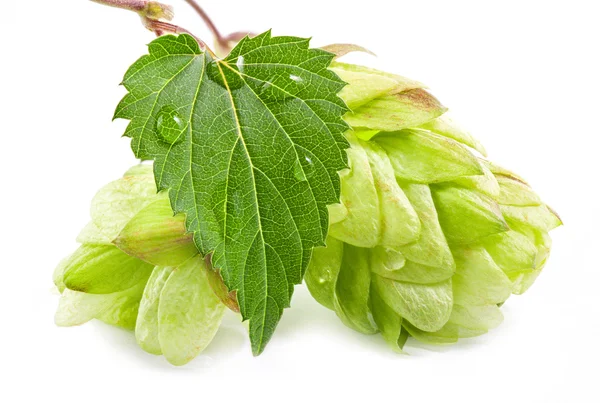 Hops with leaf — Stock Photo, Image